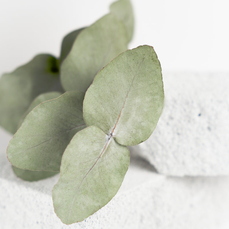 Eucalyptus voetcrème 75 ml
